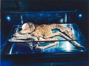 Anya Janssen, Beautiful Sadness 3