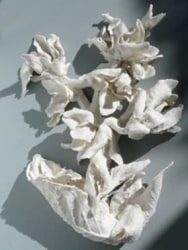 Marja Kennis, Z.t. Hybrid