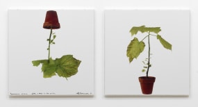 Sjoerd Buisman, Upside down linden (sparmannia africana)