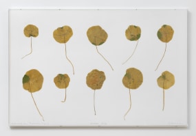 Sjoerd Buisman, Oostindische Kers (Tropaedum Majus)