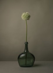 Tessa Posthuma de Boer, Onion