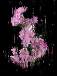 Sophie de Vos, Beyond the surface of it all