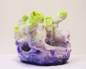 Pedro Matias, Stylasteridae Callicle