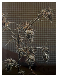 Tom Woestenborghs, Suronde 5 Distel