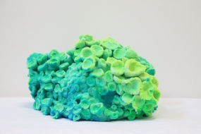 Pedro Matias, Scleractinia Callicle