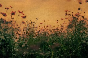 Albarrán Cabrera, The Mouth of Krishna #919