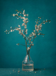 Tessa Posthuma de Boer, For Vincent