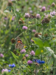 Lucas Foglia, Painted Lady Butterfly on Clover, Italy