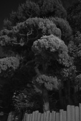 Giannina Urmeneta Ottiker, Tree