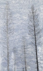 Sandra Kruisbrink, Serie Vanishing trees - X,  Sauerland