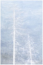 Sandra Kruisbrink, Serie Vanishing trees - VII, Willingen Upland