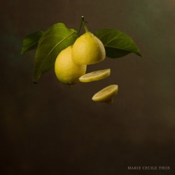 Marie Cecile Thijs, Flying Citrus