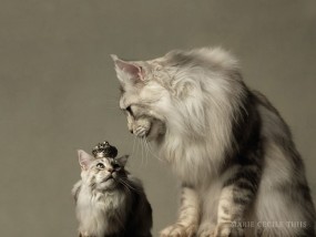 Marie Cecile Thijs, Successor to the Throne