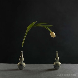 Marie Cecile Thijs, Jumping Tulip & Two Vases