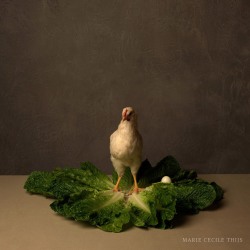 Marie Cecile Thijs, Chicken Caesar