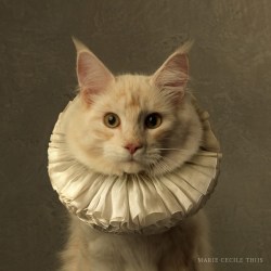 Marie Cecile Thijs, Cat with White Collar VI