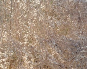 misha de ridder, #0188 [generative by nature / prelude]