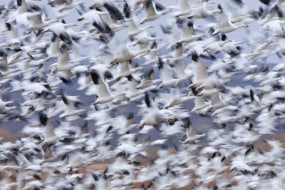 Ingo Arndt, Snow Goose