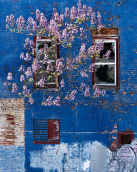 Anastasia Samoylova, Princess Tree, Baltimore, MD, from the series Atlantic Coast