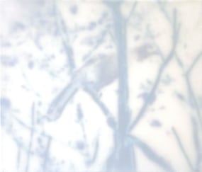 Rob Regeer, Roofvogel