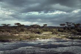 Vincent Lagrange, The Last Visit - Masai Mara Kenya