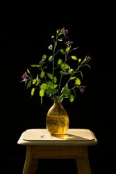 Kieke Kurstjens, Annual Honesty