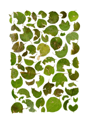 Anne Geene, Teratology #6