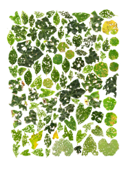 Anne Geene, Teratology #5