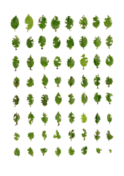 Anne Geene, Teratology #14 (Steeneik, stekeltjes)