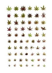 Anne Geene, Teratology #24 (Wonderboom)