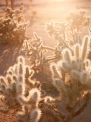 Mona Kuhn, AD 6705, from the series She Disappeared into Complete Silence