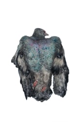 Carolein Smit, Pigeon