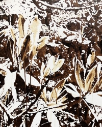 TINKEBELL., Oleum Shell isla de Curaçao #20