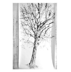 Anouk Griffioen, Celtis