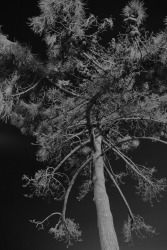 Anouk Griffioen, lido di venezia 2