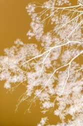 Danielle Kwaaitaal, Silverlining Series - White Gold