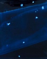 Federica Belli, Midnight Tears