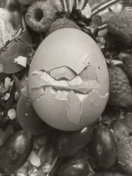 Paul Kooiker, Untitled (Egg)