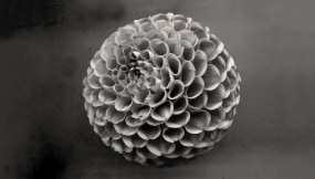 Inge Reisberman, Inner Circle