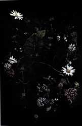 Aimée Hoving, Alpine lawns