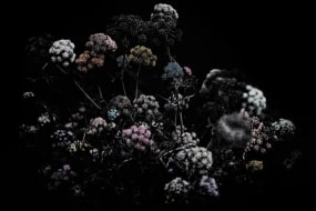 Aimée Hoving, Ferula