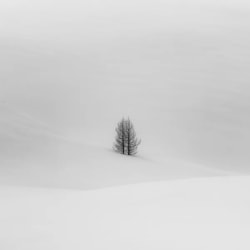 Jeffrey Conley, Tree Couple, Engadine, Switzerland