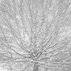 Jeffrey Conley, Suspended Snow, Oregon