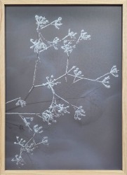 Casper Faassen, Engadine Flora I