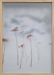 Casper Faassen, Engadine Flora II