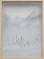 Casper Faassen, Engadine Flora III