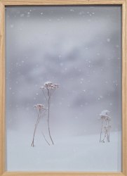 Casper Faassen, Engadine Flora IV