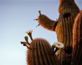 Tony Dočekal, Sanguraro blossoms