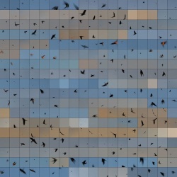 Edouard Taufenbach, Le Bleu di Ciel 1