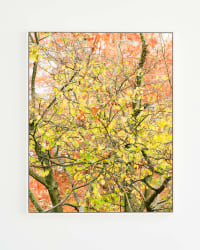 misha de ridder, i am nature #0207